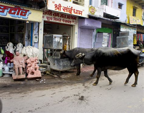 Cows Drinking from a Water Troft | ClipPix ETC: Educational Photos for ...