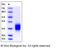 Recombinant Human M CSF CSF1 Protein 11792 H08H Sino Biological