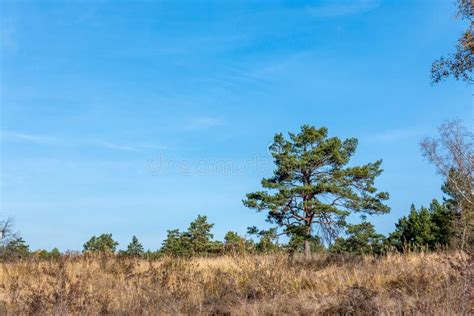 461 Standing Lonely Pine Stock Photos Free And Royalty Free Stock