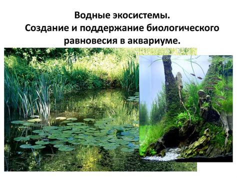 Водные экосистемы. Создание и поддержание биологического равновесия в ...