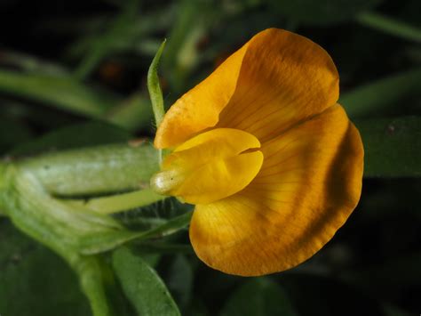 Arachis L Plants Of The World Online Kew Science