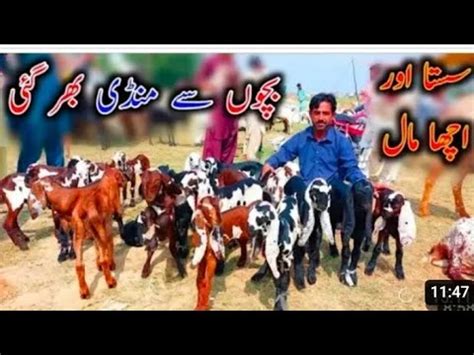 Bakra Mandi Sahiwal Betal Nagra Bareedar Cuate Bachy Naveed Khan Goats