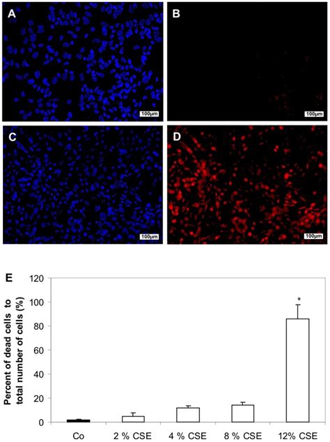 Representative Fluorescence Photomicrographs Of Hoechst Stained