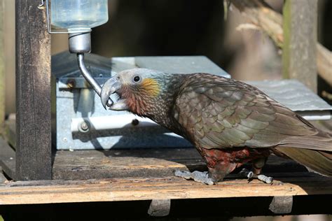 South Island Kaka Parrot 25927996 Stock Photo at Vecteezy