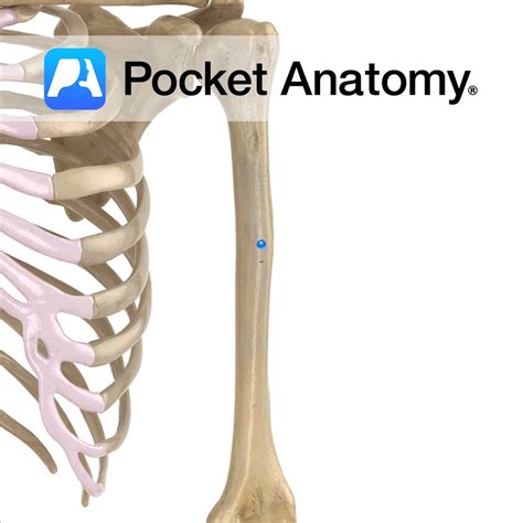 Humerus Shaft Pocket Anatomy