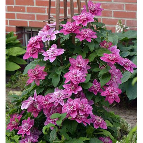 Клематис My Darling – купить в Украине по цене питомника