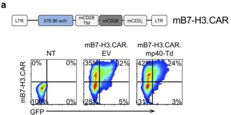 Murine Car T Cells Targeting Murine B7 H3 A Schematics Of The