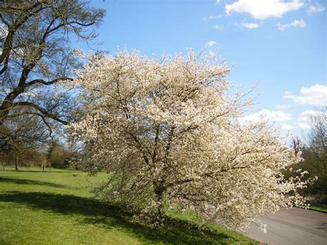 Amelanchier - Trees and Shrubs Online