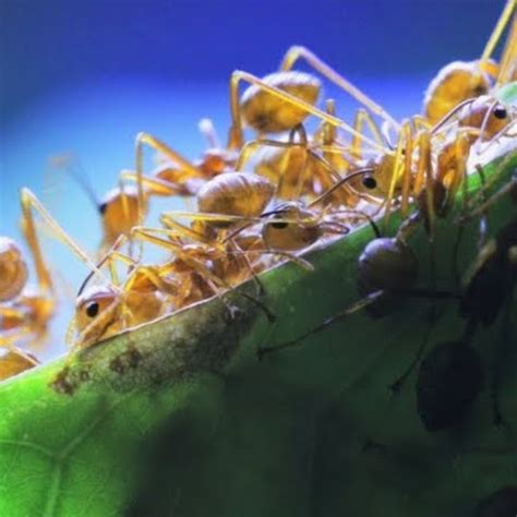 antscanada net worth