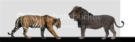 Barbary Lion vs Siberian Tiger | Page 16 | Sports, Hip Hop & Piff - The ...