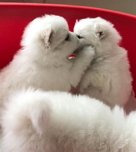 Japanese Spitz puppies | in Broughshane, County Antrim | Gumtree