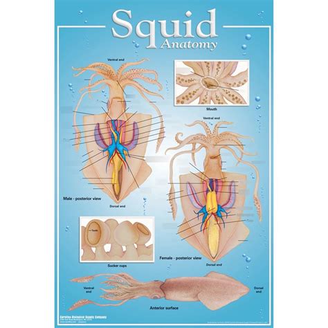 squid dissection Diagram | Quizlet