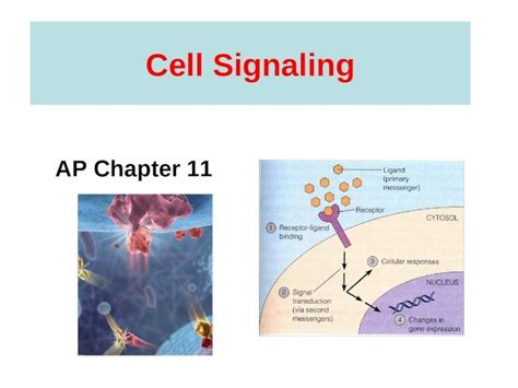 Ppt Cell Signaling Ap Chapter Evolution Of Cell Signaling