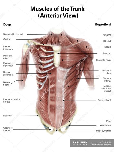 Upper Torso Muscle Anatomy