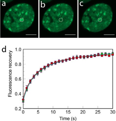 Microinjection Of H Does Not Alter Hp Gfp Frap Kinetics In