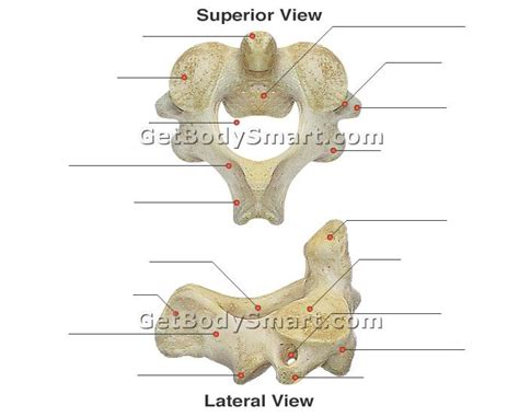 Second Cervical Vertebra Lateral View Diagram Quizlet