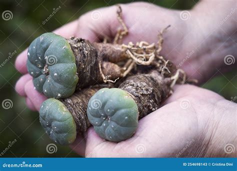 Peyote Lophophora Williamsii Hallucinogenic And Magical Plant Of South America Drug Stock