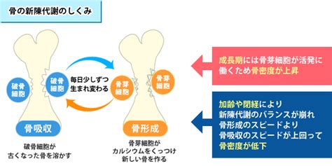 骨粗鬆症（こつそしょうしょう）について 東大阪病院 人間ドック・健診センター[大阪市城東区]