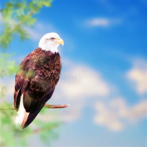 American Bald Eagle Perched On Tree Stock Photo Image Of Eagle Bird