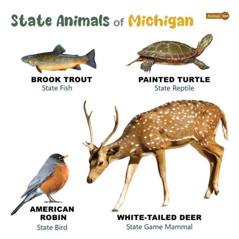 List of Animals That Live in Michigan (With Pictures)