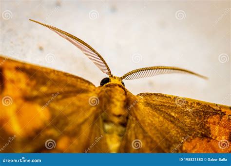 Orange Moth Angerona Prunaria Stock Image Image Of White Season