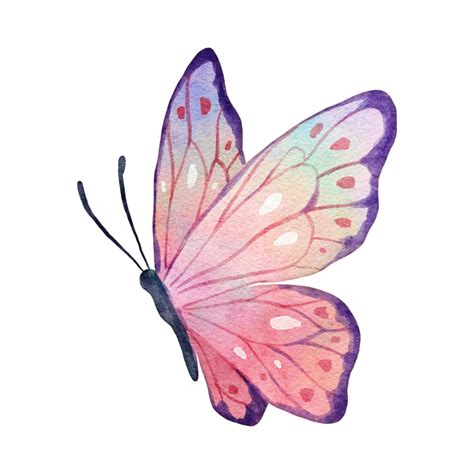 Free Illustration D Insecte Papillon Png With Transparent