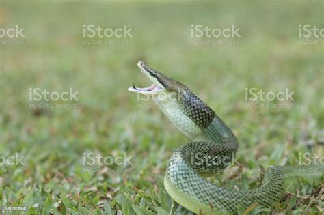 Beautiful Snake In Natural Stock Photo Download Image Now Amphibian