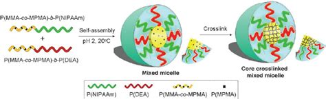 Schematic Illustration Of The Ccl Mixed Micelle Formation