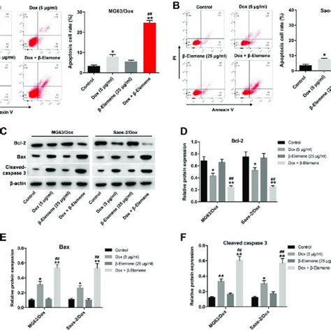 Combination Of Dox With β Elemene Induced The Apoptosis Of