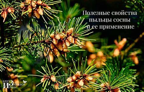 Пыльца сосны. Полезные свойства и противопоказания