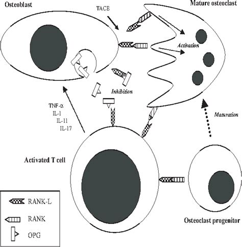 Figure 1 From RANKL RANK OPG MOLECULAR COMPLEX CONTROL FACTORS IN