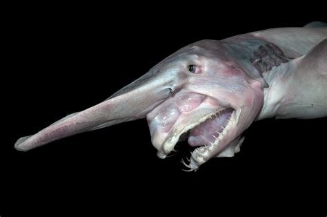 goblin shark mitsukurina owstoni shark