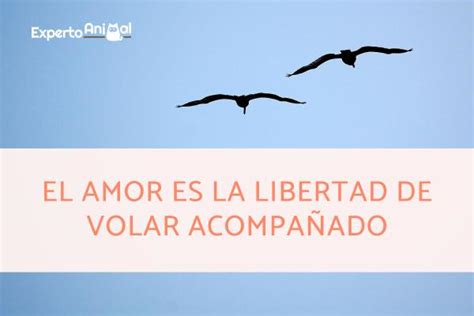 Total Imagen Frases Sobre Aves Abzlocal Mx