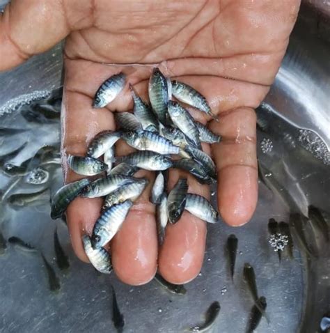 Tilapia Seeds Monosex Fish Seed Packaging Size H W At Rs