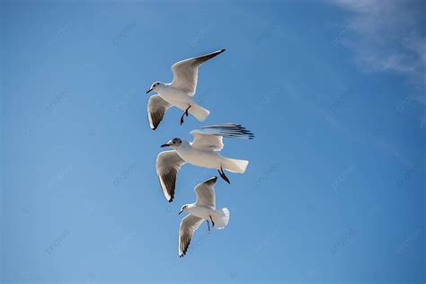 Seabird Portrait Background Images, HD Pictures and Wallpaper For Free Download | Pngtree