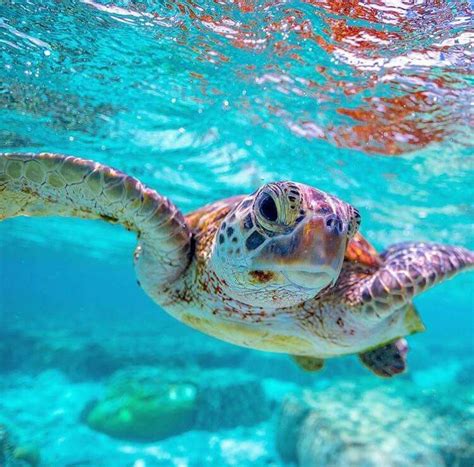 Cute Baby Sea Turtles In Water