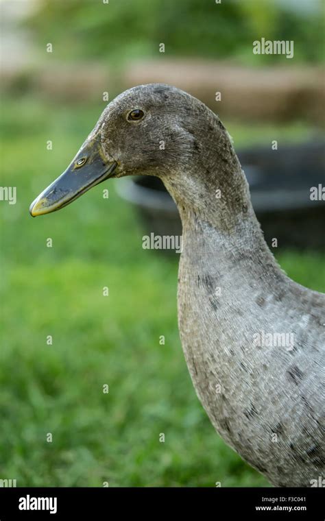 Blue Indian Runner Ducks