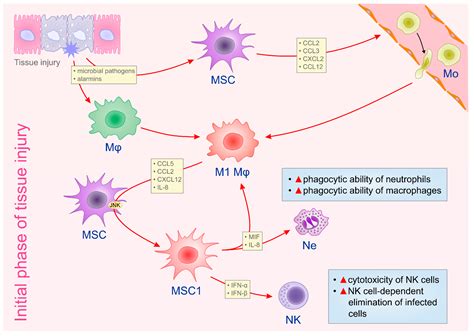 Ijms Free Full Text The Cross Talk Between Mesenchymal Stem Cells