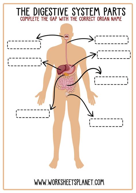 Human Digestive System Diagram Worksheet