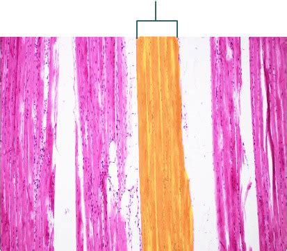 Hw Questions Histology Flashcards | Quizlet