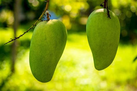 Сорта и разновидности манго - Orchardo.ru - создайте участок вашей ...