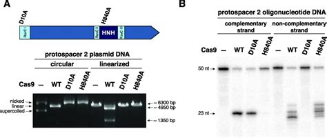 A Programmable Dual Rna Guided Dna Endonuclease In Adaptive Bacterial Immunity Science