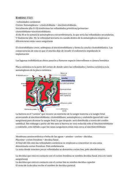 Membranas Fetales Y Placenta Matilde Rodr Guez Udocz