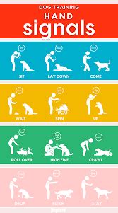 ASL for Dog Training - Canine Curiosity Dog Training