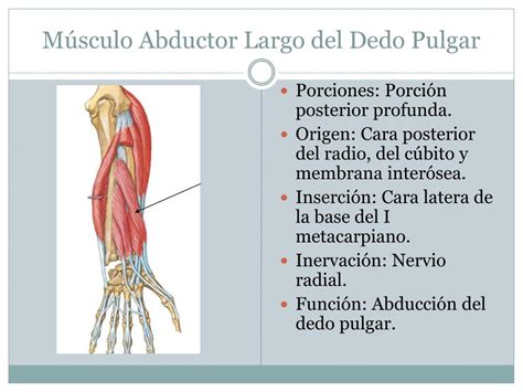 Ppt Miembro Superior Ii Powerpoint Presentation Free Download Id