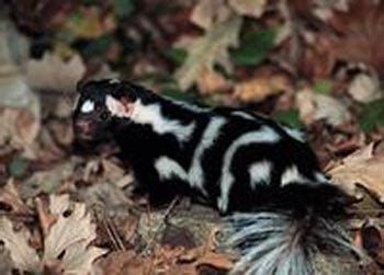 Eastern Spotted Skunk: The Animal Files