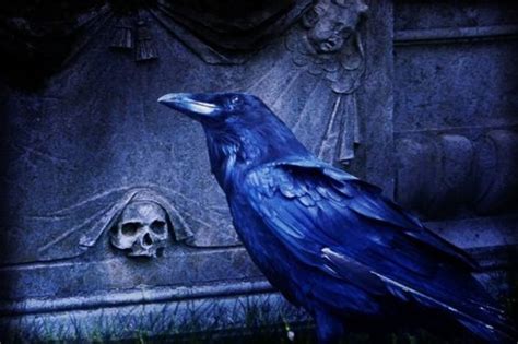 Raven Symbolism And Facts About A Unique Bird — Sweetellabella