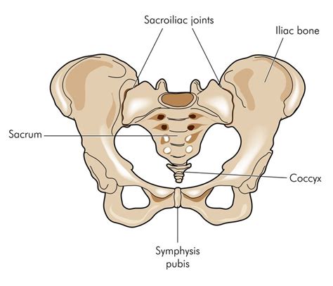 What Is the SI Joint?