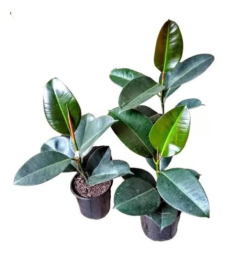 Gomero Ficus Elástica Planta Interior Maceta 3 Litros MercadoLibre