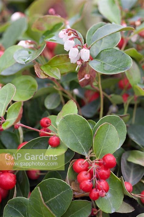 Gaultheria Procumbens Big Berry Avec Des Fleurs Et Des Baies Photo